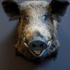 Stuffed head of a large wild boar