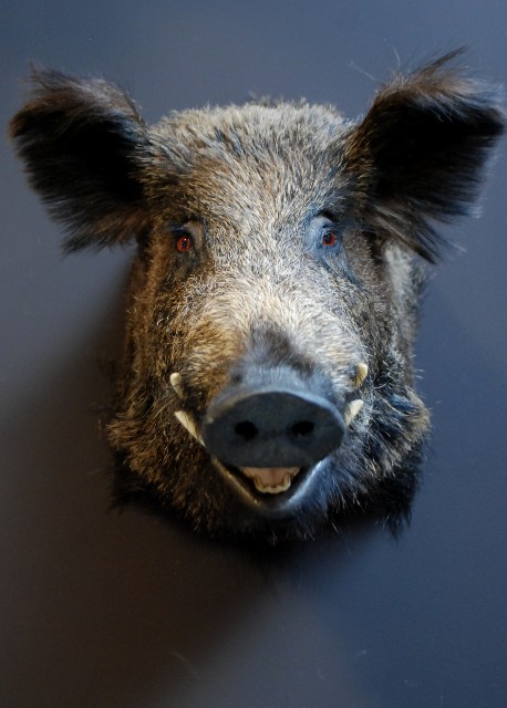 Stuffed head of a large wild boar