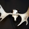 Naturally bleached antlers of a Scandinavian moose