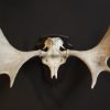 Naturally bleached antlers of a Scandinavian moose