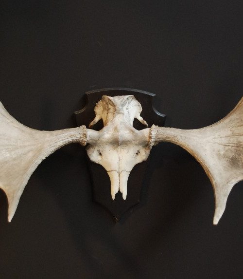 Naturally bleached antlers of a Scandinavian moose