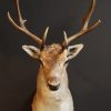 Stylish stuffed head of a fallow deer