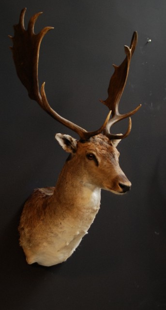 Stylish stuffed head of a fallow deer