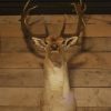 Ornate stuffed head of a capital fallow deer