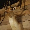 Ornate stuffed head of a capital fallow deer