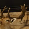 Ornate stuffed head of a capital fallow deer