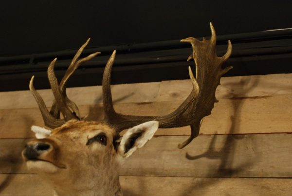 Ornate stuffed head of a capital fallow deer