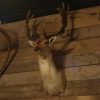 Ornate stuffed head of a capital fallow deer