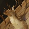 Ornate stuffed head of a capital fallow deer