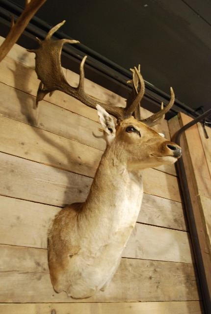 Ornate stuffed head of a capital fallow deer