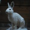 Recently, unique stuffed snow hares