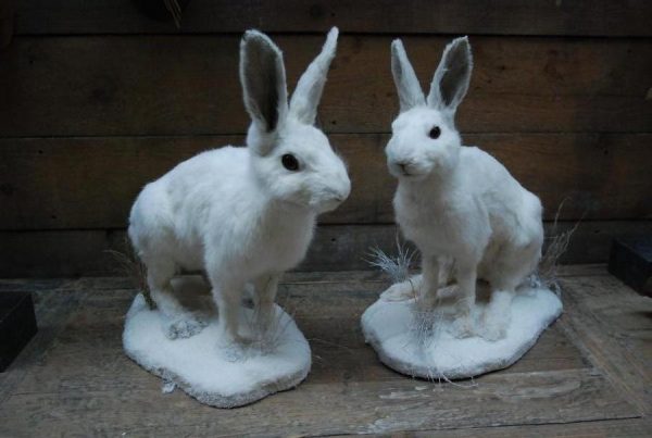 Recently, unique stuffed snow hares