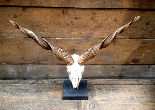 Skulls Racka sheep mounted on a stone base