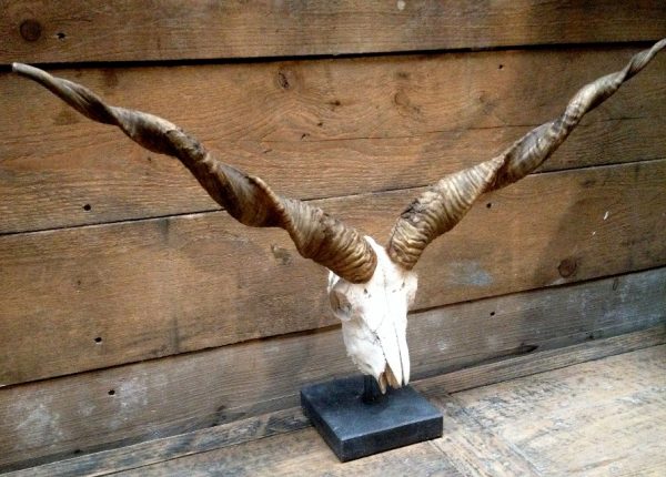 Skulls Racka sheep mounted on a stone base