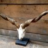 Skulls Racka sheep mounted on a stone base