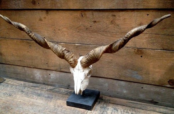 Skulls Racka sheep mounted on a stone base