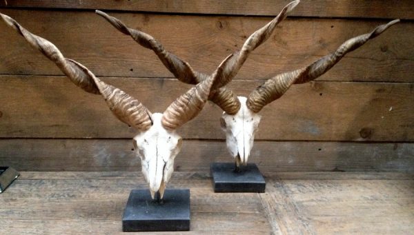 Skulls Racka sheep mounted on a stone base