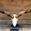 Skulls Racka sheep mounted on a stone base