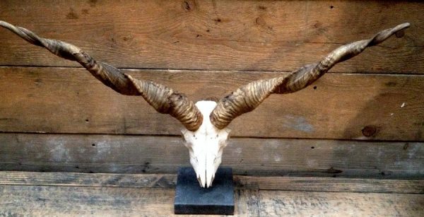 Skulls Racka sheep mounted on a stone base