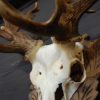 Gold medal antlers of an old fallow deer