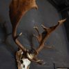 Gold medal antlers of an old fallow deer