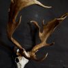 Gold medal antlers of an old fallow deer