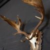 Very capital antlers of an old fallow deer.