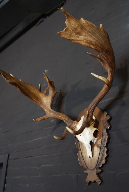 Very capital antlers of an old fallow deer.