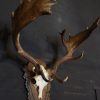 Very capital antlers of an old fallow deer.