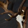 Very capital antlers of an old fallow deer.