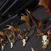 Very capital antlers of an old fallow deer.