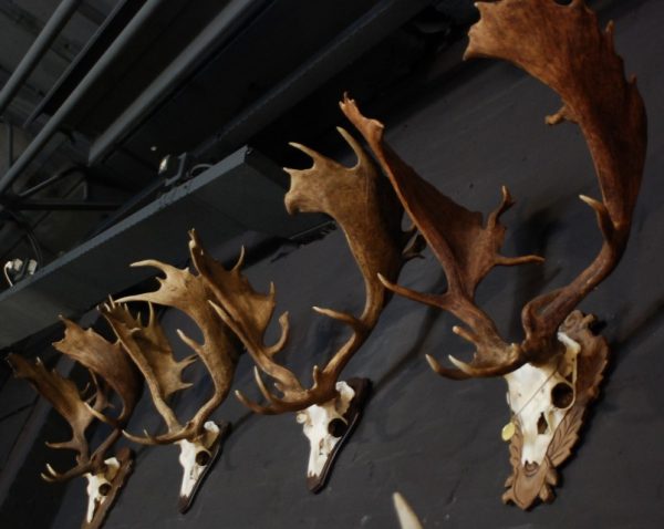 Very capital antlers of an old fallow deer.