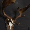 Eland antelope skull mounted on hard-stone base.