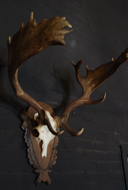 Very capital antlers of an old fallow deer.