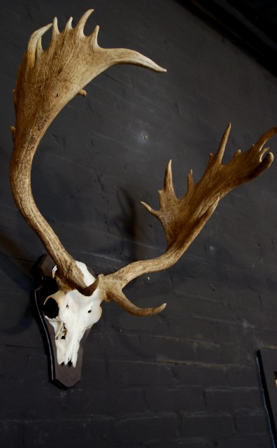 Massive pair of antlers of an old fallow deer