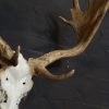 Massive pair of antlers of an old fallow deer