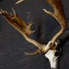 Massive pair of antlers of an old fallow deer