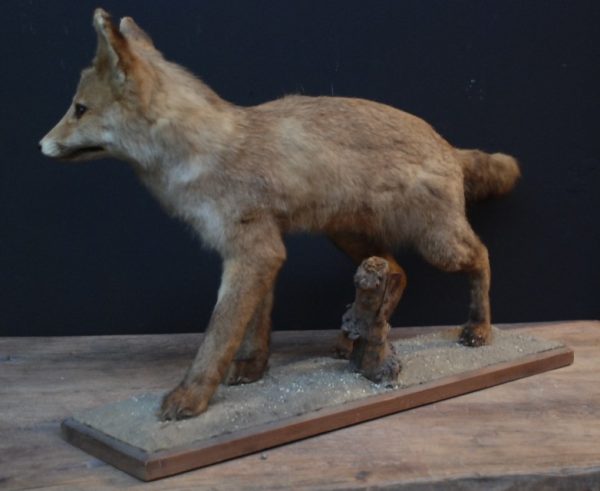 Mounted young fox