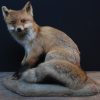 Stuffed fox