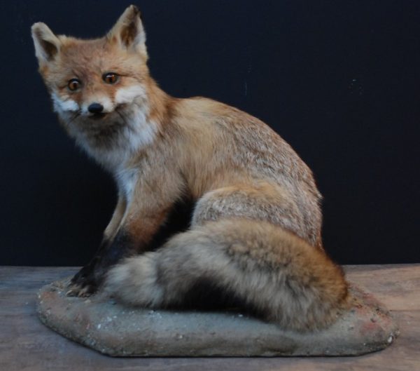 Stuffed fox