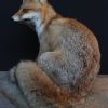 Stuffed fox