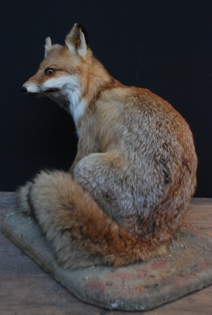 Stuffed fox