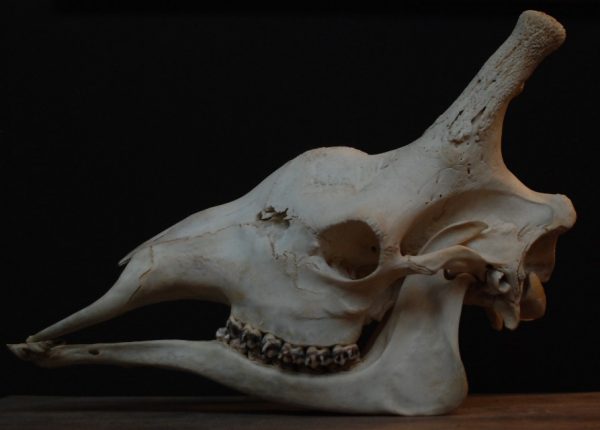 Unieke oude schedel van een giraffe