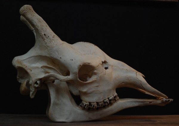 Unique old skull of a giraffe.