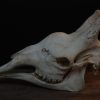 Unique old skull of a giraffe.