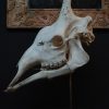 Unieke oude schedel van een giraffe