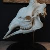 Skull of an old black wildebeast bull.