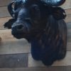 Imposing stuffed head of a Cape buffalo bull