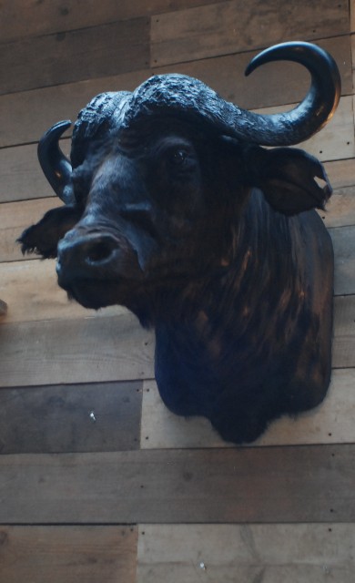 Imposing stuffed head of a Cape buffalo bull