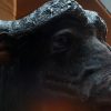 Imposante opgezette kop van een Kaapse buffel stier
